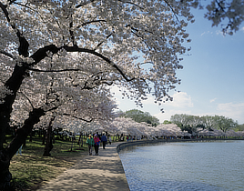 Free to Use and Reuse: Cherry Blossoms