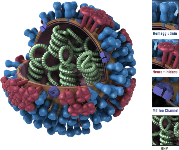 This is a picture of an influenza virus. The virus’ hemagglutinin (HA) surface proteins are depicted in blue. The HAs of an influenza virus are antigens. Antigens are features of the influenza virus that are recognized by the immune system and that trigger a protective immune response. Most flu vaccines are designed to trigger an immune response against the HAs of circulating influenza vaccines. 