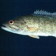 Micropterus dolomieu (smallmouth bass)