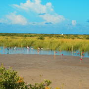 Coastal wetlands near Port Fourchon, Louisiana, in the northern Gulf of Mexico