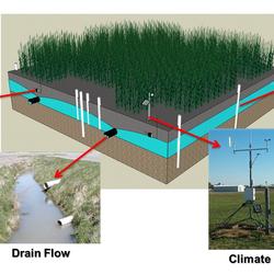 Illustration of subsurface-drained agricultural field