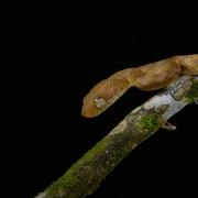 Close up photo of juvenile brown treesnake on branch.