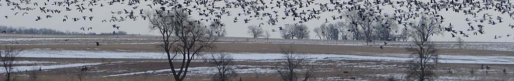 Wetland photo with birds