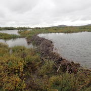 Beaver dams on Rabbit Creek, Cape Krusenstern National Monument