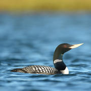 Yellow-billed Loon on a lake in the northern area of Alaska.