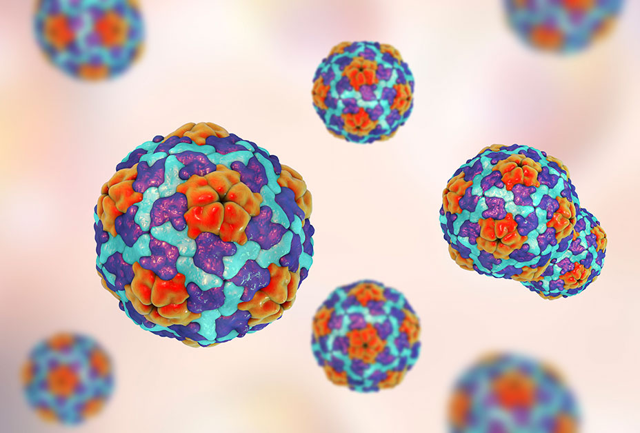 Colorful photo of the Hepatitis A Virus