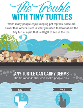 Publications Infographic cover for Trouble With Tiny Turtles