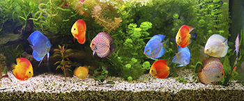 Brightly colored fish swimming in an aquarium.