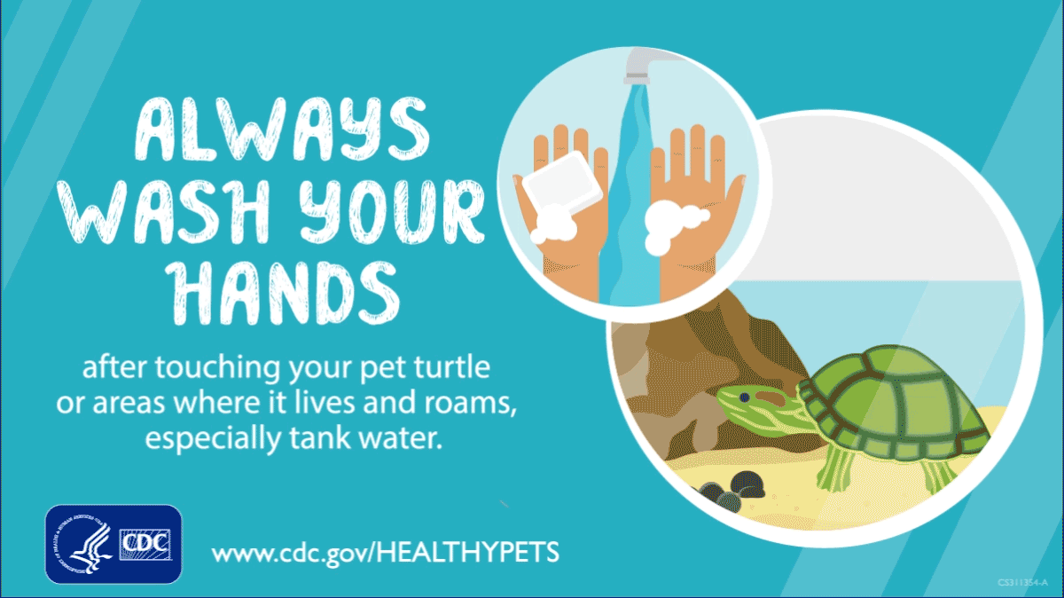 Always Wash Your Hands after touching your pet turtle or areas where it lives and roams especially tank water.