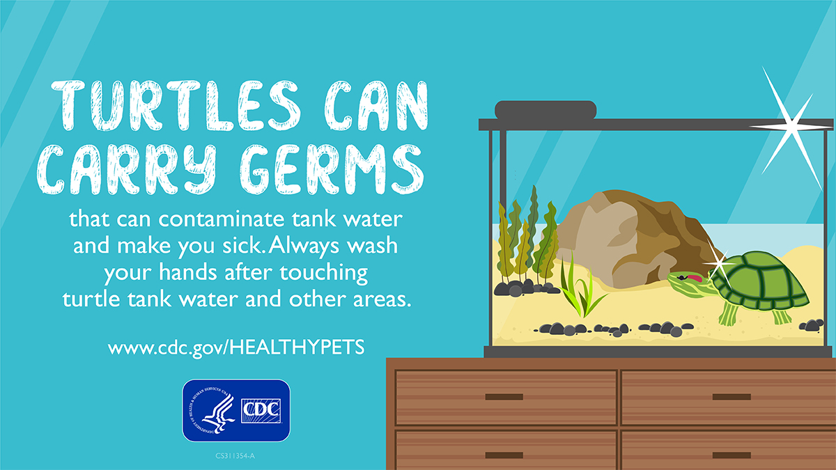 Social Media Graphic: Turtles Can Carry Germs