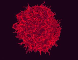 T cell shown in a colorized scanning micrograph