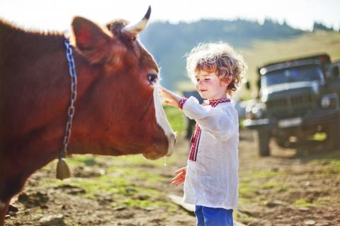 A child petted a cow outside.