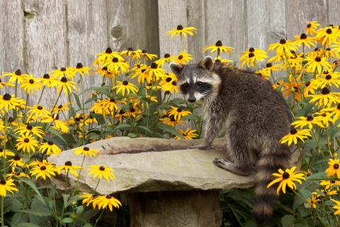 A raccoon sits on a bird bath surrounded by black eyed susan flowers.