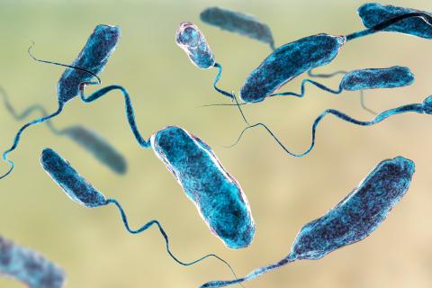 Illustration of vibrio cholerae bacteria