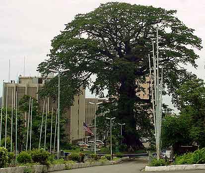 Freetown's Cotton Tree