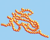 Drawing of streptococci bacteria. The bacteria look like a string of little balls.