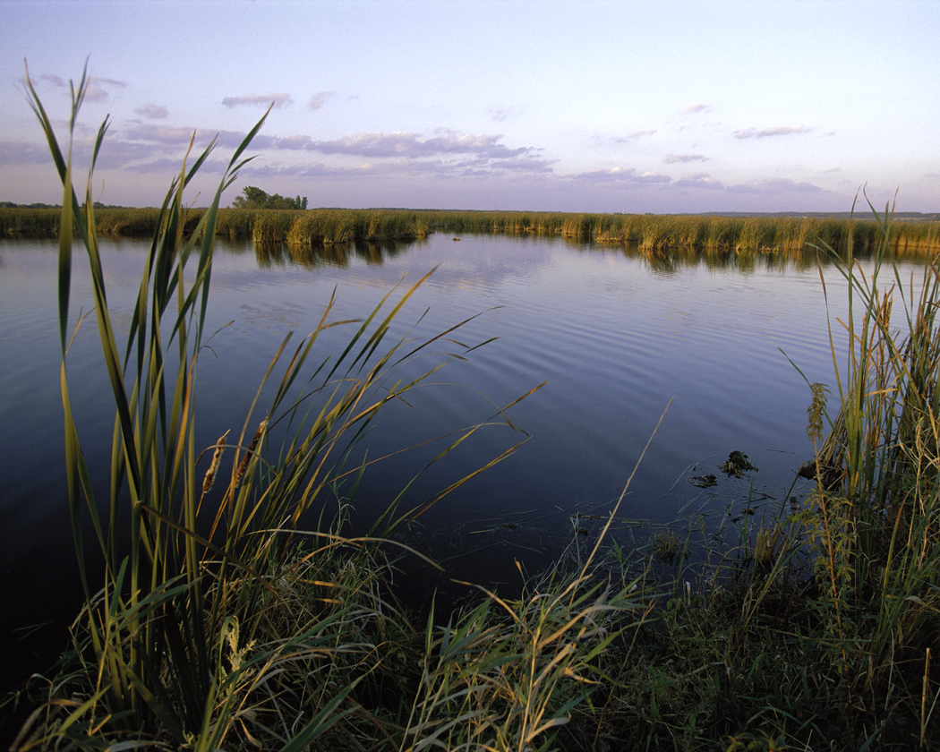 Horicon NWR, Wetland, WI Credit by Ryan Hagenty, USFWS Photo