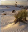 A plant at White Sands National Monument (National Park Service Photo)