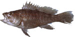 Picture of a Black Sea Bass