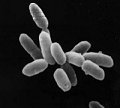 Un microbio que vive en el Mar Muerto est enseando a los cientficos el arte de reparar el ADN.