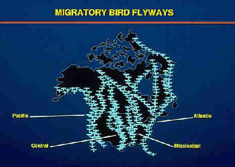 migratory bird flyway map