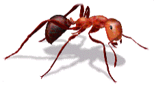 Red Imported Fire Ant-RIFA-(Solenopsis invicta)
