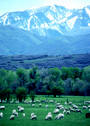 Sheep graze in front of mountain range.