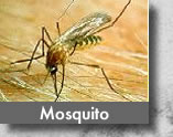 Mosquito Section