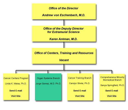 Top level of organization chart - Office of the Director, Andrew von Eschenbach, M.D.; Second level of organization chart - Office of the Deputy Director of Extramural Science, Karen Antman, M.D.; Third level of organization chart - Office of Centers, Training and Resources, Vacant; Fourth level of organization chart - Cancer Centers Program, Linda K. Weiss, Ph.D.; Organ Systems Branch, Jorge Gomez, M.D., Ph.D.; Cancer Training Branch, Carolyn Strete, Ph.D.; Comprehensive Minority Biomedical Branch, Sanya Springfield, Ph.D.