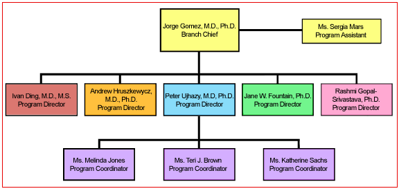 Organizational Chart of the OSB