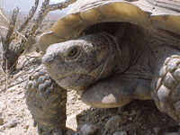 picture of a desert tortoise (Gopherus agassizii) in the Mojave Desert