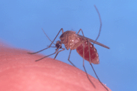 picture of a mosquito feeding