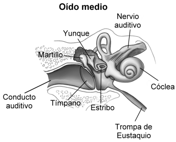 Diagrama del Oido Medio