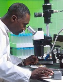 Photo of scientist with microscope. ARS Image Gallery K9414-1