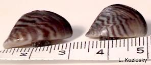 Picture of Zebra Mussels