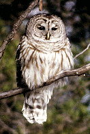 Barred Owl, Strix varia (Nature's Expert)