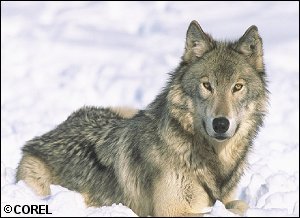 COREL Photo: Wolf.