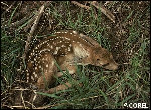 COREL Photo: Deer fawn lying in grass.