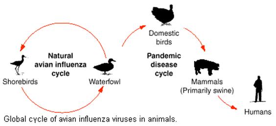 Avian Influenza Cycle Picture