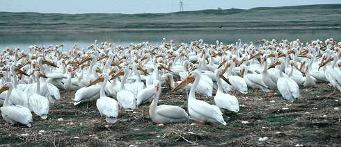 Photo of a group of pelicans - Photo credit:  U.S. Fish and Wildlife Service