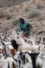 A herder tries to keep her goats controlled in order to be treated by the 96th Civil Affairs Battalion, who treated more than 850 animals in the area. - Photograph By: Cpl. Jeff M. Nagan
