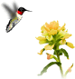 Animated hummingbird and flower.