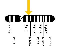 The BRCA1 gene is located on the long (q) arm of chromosome 17 at position 21.