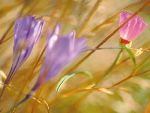 Soft focus close-up image of 2 purple wildflowers and 1 pink wildflower amidst dry grass.