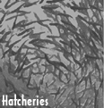 Hatcheries