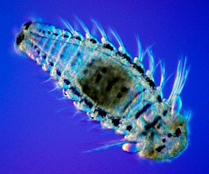 Polychaete larva. Please credit NOAA-ESNERR. Photo by Kenton Parker.