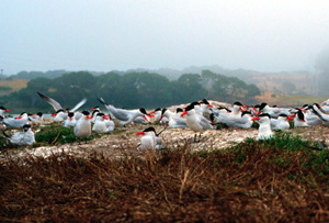 Caspian tern colony at ESNERR. Please credit NOAA-ESNERR. Photo by Bruce Lyon.