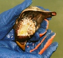Fig. 5. FL snail eating an oyster