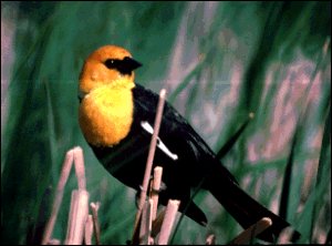 NPWRC Photo: Yellow-headed Blackbird.