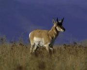 photo of Pronghorn Antelope at the National Bison Range in Montana
